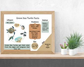 Green Sea Turtle Facts, Reptile Facts, Sea Life Facts, Turtle Facts