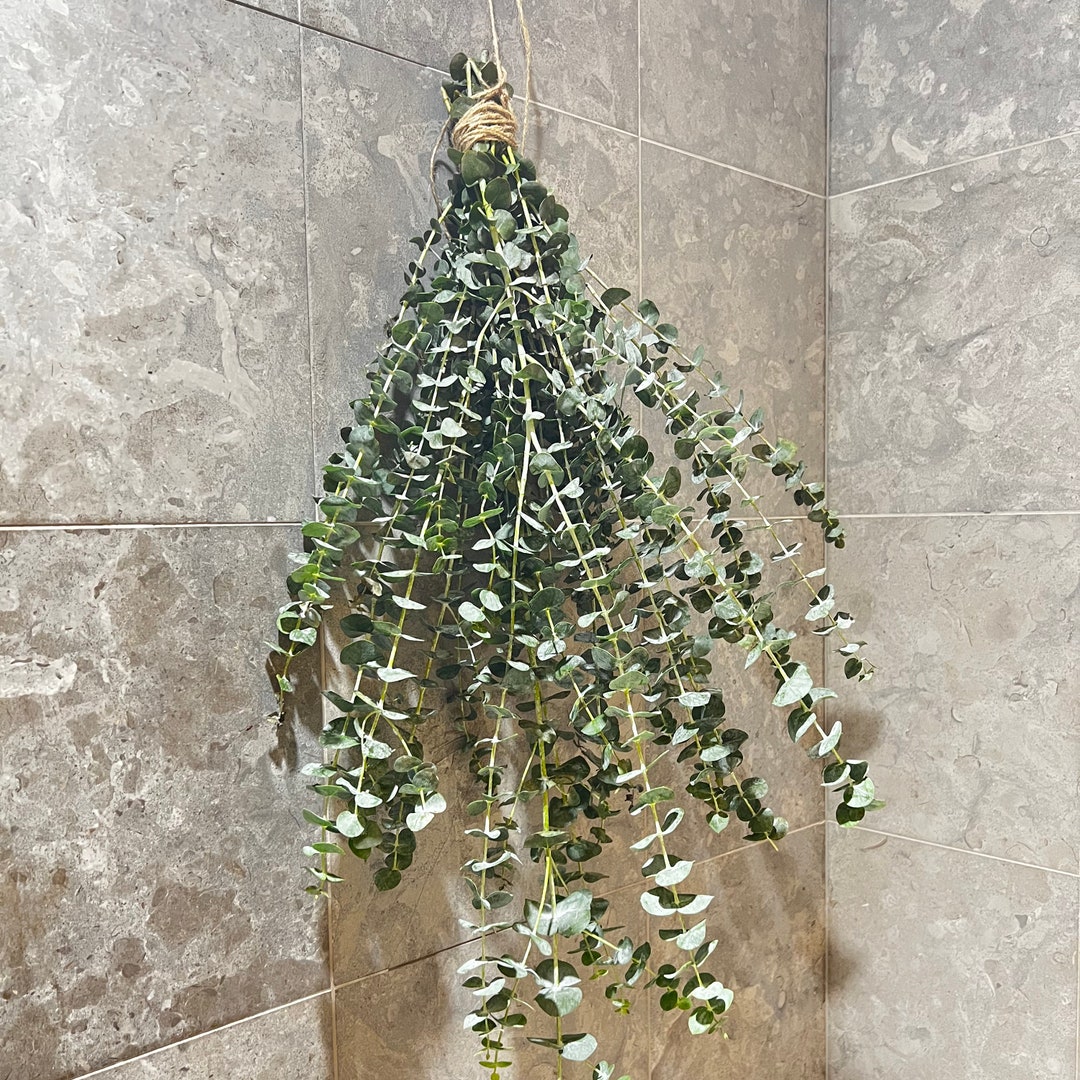 Fresh Eucalyptus Bunch Shower Bundle, Hanging Shower Baby Blue ...
