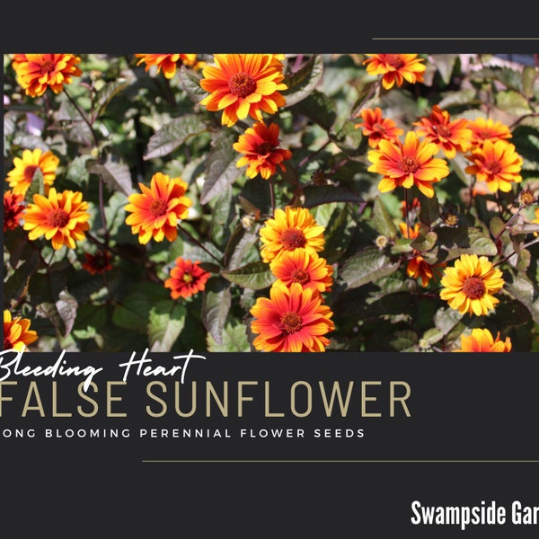 False Sunflower 100 Seeds