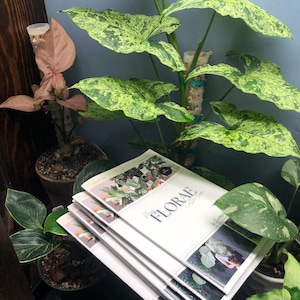 Houseplant Workbook, Syngonium, Monstera, Plant collection book