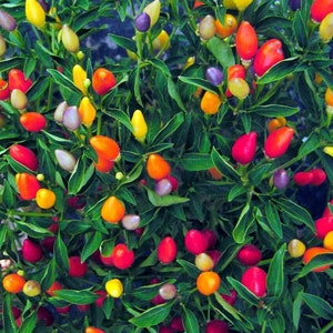 May include: A close-up of a bush with many colorful chili peppers. The peppers are red, orange, yellow, green, and purple. The peppers are growing on a green bush with leaves.