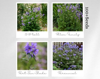 Jacobs Ladder Perennial 100+ seeds