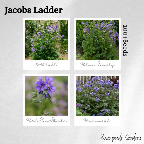 Jacobs Ladder Perennial 100+ seeds