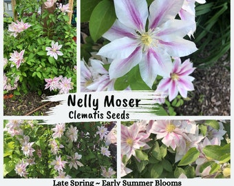 Clematis ~Nelly Moser ~ Seeds