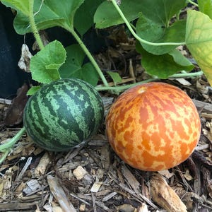May include: Two small melons, one green with dark green stripes and one orange with brown stripes, on a bed of wood chips.