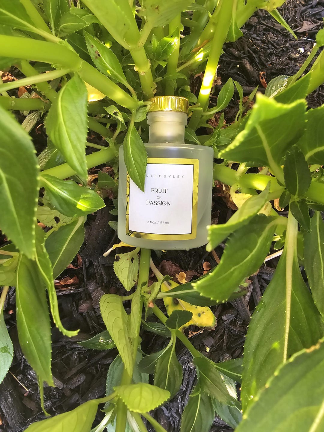 Ley Reed Scented by Ley, Co. Fruit of Passion Reed Diffuser - Etsy