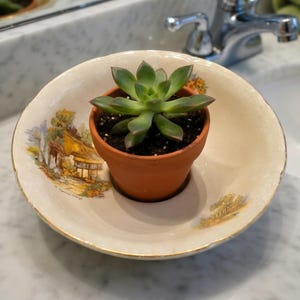 May include: A small green succulent plant in a terracotta pot sitting inside a cream-colored ceramic bowl. The bowl features a decorative landscape illustration of a cottage with a thatched roof and gold trim along the scalloped edge.