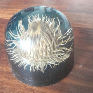 Vintage Encapsulierte Distel Lucite Harz Briefbeschwerer aus Wales VGC 7 cm