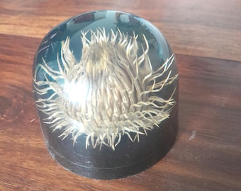 Vintage Encapsulated Thistle Lucite Resin Paperweight from Wales VGC 7cm