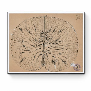 Antique Anatomical Illustration, Neuron Drawing By Santiago Ramón Y Cajal, Antique Brain Anatomy Canvas Print, Neuroscience Biology Print image 1