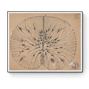Antique Anatomical Illustration, Neuron Drawing By Santiago Ramón Y Cajal, Antique Brain Anatomy Canvas Print, Neuroscience Biology Print
