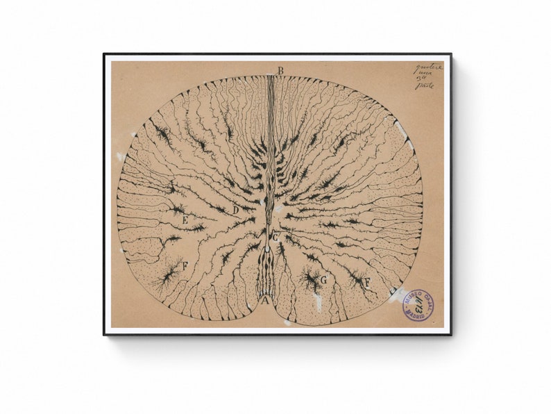 Antique Anatomical Illustration, Neuron Drawing By Santiago Ramón Y Cajal, Antique Brain Anatomy Canvas Print, Neuroscience Biology Print image 1