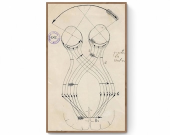 アンティーク解剖図、サンティアゴ・ラモン・イ・カハールによるニューロンの絵、アンティーク脳解剖キャンバスプリント、神経科学生物学プリント