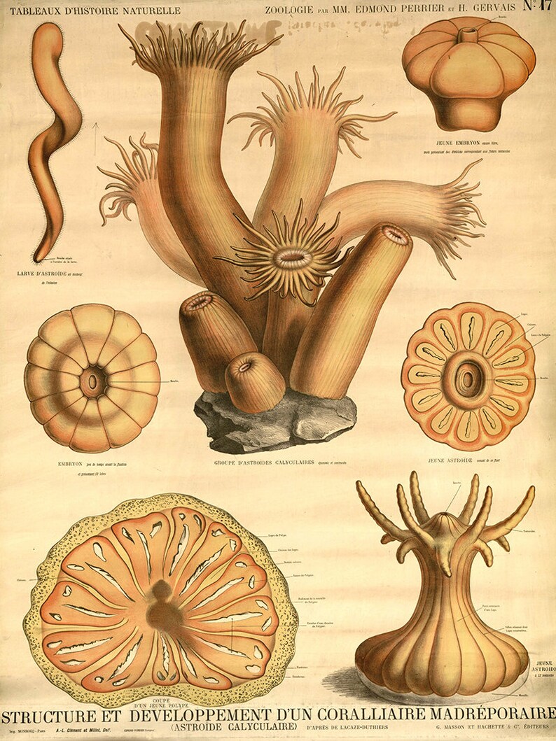 Antique Paleontology Poster Structure Development of Madrepora Coral ...