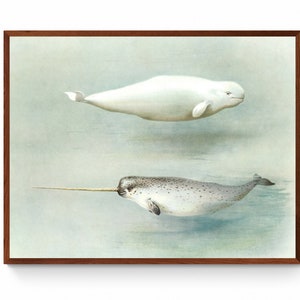 Antique White Whale Illustration Canvas Art Print, Narwhal Wall Art, Marine life, Marine life, Mammals, Dolphins Canvas Wall Art, Ocean