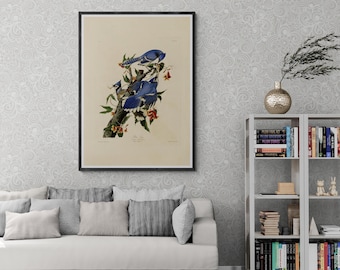 Impression sur toile Audubon Birds of America, illustration vintage d'oiseau exotique