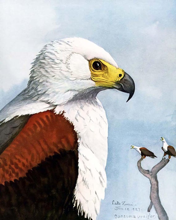 野生動物の水彩画プリント：アフリカオオワシの絵画 - ヴィンテージの