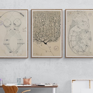 3 Panel Set Canvas Print - Antique Anatomical Illustration, Neuron Drawing By Santiago Ramón Y Cajal, Brain Anatomy, Neuroscience Biology