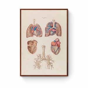 Vintage anatomische poster canvas Wall Art Print, hart, longen, wetenschap Art Print, cardiovasculair, longstelsel, luchtwegen, bloedsomloop