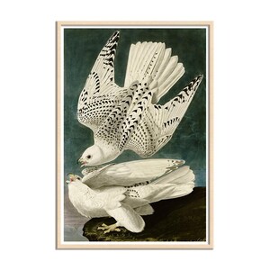 May include: A framed print featuring two white birds with black markings, set against a dark teal background. The birds are in mid-flight, with detailed feather patterns. The artwork is in a vintage style.