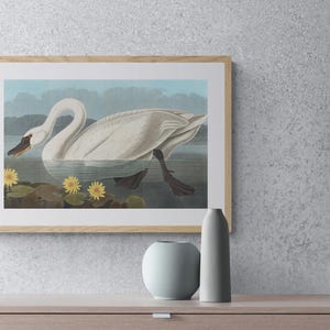 Common American swan by Audubon, Birds of America, Vintage bird painting, Antique bird illustration, Natural history canvas print wall art