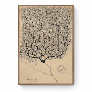 Antique Anatomical Illustration, Neuron Drawing By Santiago Ramón Y Cajal, Antique Brain Anatomy Canvas Print, Neuroscience Biology Print