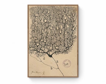 Antyczna ilustracja anatomiczna, rysunek neuronu autorstwa Santiago Ramóna Y Cajala, antyczny wydruk na płótnie z anatomią mózgu, wydruk z biologii neurologicznej