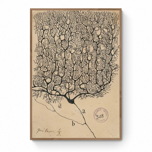 Illustration anatomique antique, dessin de neurone par Santiago Ramón Y Cajal, impression sur toile d'anatomie cérébrale antique, impression de biologie des neurosciences