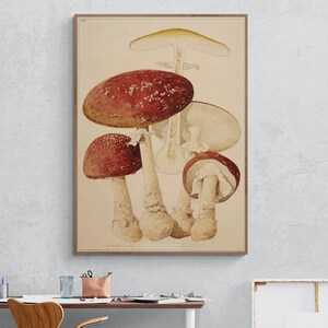 Antique Mushroom wall art, Mushroom wall decor, Mushroom prints, Fungi, Botanical, Garden, Mushroom Canvas Print for Wall Deco