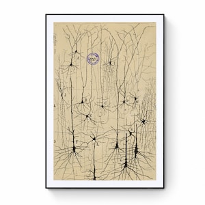 Antique Anatomical Illustration, Neuron Drawing By Santiago Ramón Y Cajal, Antique Brain Anatomy Canvas Print, Neuroscience Biology Print