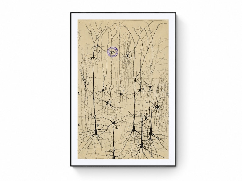 Może przedstawiać: Winietkowe czarno-białe ilustracje neuronu, rodzaju kom&oacute;rki nerwowej, z dendrytami i aksonem. Ilustracja jest oznaczona literami od A do M.