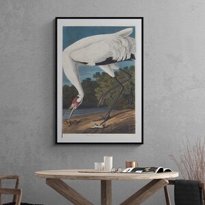 Hooping crane by Audubon, Birds of America, Vintage bird painting, Antique bird illustration, Natural history canvas print wall art