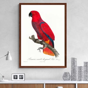 Illustrazione antica di pappagallo eclettico, studio scientifico sugli uccelli, pappagallo rosso, uccelli esotici, stampa su tela per amanti degli uccelli