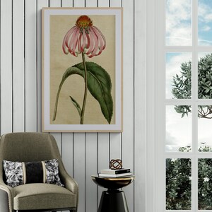 Antieke paarse zonnehoed illustratie canvasprint muurkunst woondecoratie, vintage botanische studie wetenschap poster canvas muurkunst