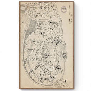 Antike anatomische Illustration, Neuronenzeichnung von Santiago Ramón Y Cajal, Antike Gehirnanatomie Leinwanddruck, Neurowissenschaftliche Biologie Druck