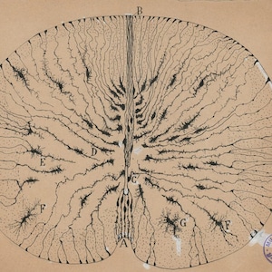 Antique Anatomical Illustration, Neuron Drawing By Santiago Ramón Y Cajal, Antique Brain Anatomy Canvas Print, Neuroscience Biology Print image 3