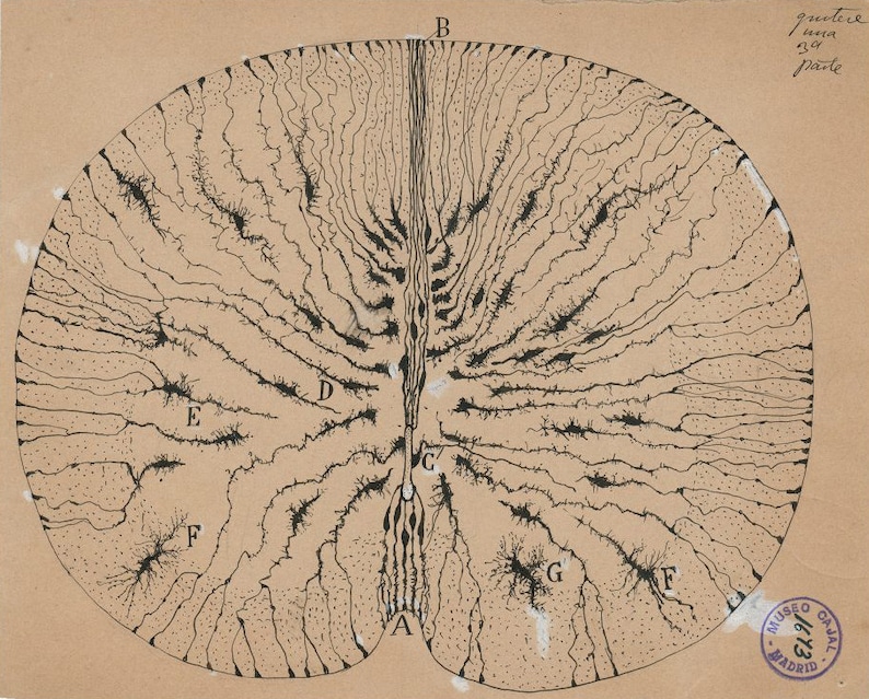 Antique Anatomical Illustration, Neuron Drawing By Santiago Ramón Y Cajal, Antique Brain Anatomy Canvas Print, Neuroscience Biology Print image 3
