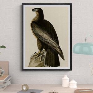 Bird of Washington by John James Audubon, Audubon American Birds Illustartion, Naturalism Birds Canvas Wall Art Home Decor