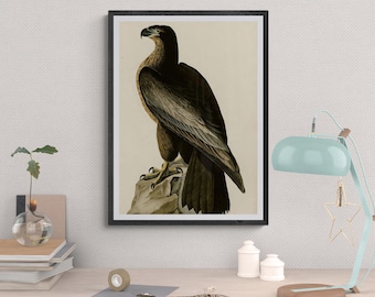 Vintage Eagle Print, Antique Bird Illustration, John James Audubon Art, Ornithology Poster
