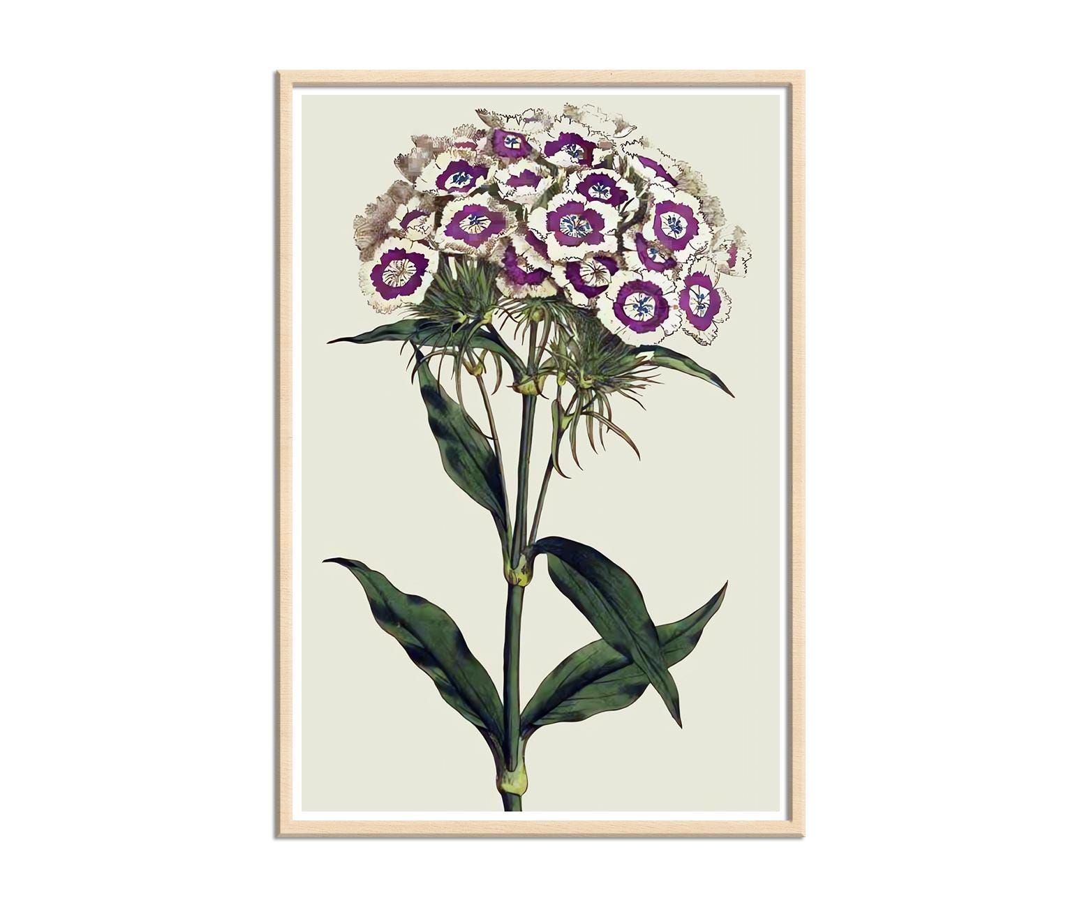 Sweet William Prints - Etsy UK