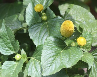Semi di Spilanthes Oleracea Lemon Drop: Margherita elettrica Paracress Buzz button Acmella
