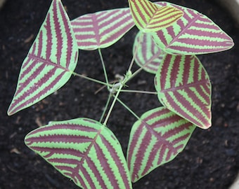 Christia obcordata organic Seeds large leaf