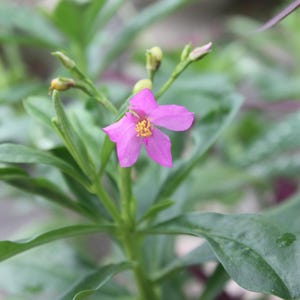100 ou 1 000 graines de Talinum fruticosum. Ginseng de Java, Som Jawa, feuille d'eau, biologique.