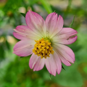 Könnte beinhalten: Nahaufnahme einer rosa-weißen Kosmeenblüte mit gelbem Zentrum. Die Blütenblätter sind zartrosa, zum Zentrum hin weiß. Die Blüte zeigt die gelben Staubgefäße im Detail.