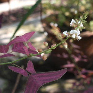 25 50 eller 100 röda Christia vespertilionis frön VITA blommor ekologiska fjärilsvingfrön
