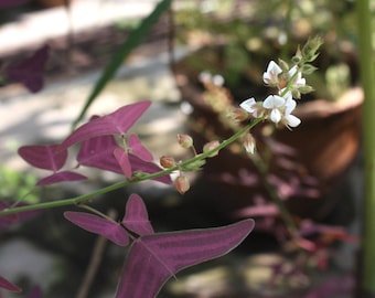 25 50 or 100 Red Christia vespertilionis Seeds WHITE flowers organic butterfly wing seeds