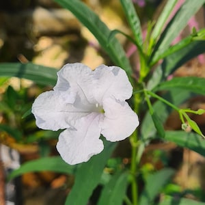 Könnte beinhalten: Nahaufnahme einer weißen Ruellia-Blüte mit zarten, zerknitterten Blütenblättern. Die Blüte steht in voller Blüte und zeigt ihre komplizierten Details. Grüne Blätter und Stängel umgeben die Blüte und bilden einen natürlichen Hintergrund. Das Bild ist gut beleuchtet.