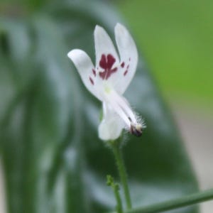 Op de afbeelding: Close-up van een witte bloem met een unieke vorm en donkerrode vlekken. De bloem heeft delicate bloemblaadjes en staat tegen een wazige groene achtergrond, die de ingewikkelde details benadrukt. De stengel is dun en groen.