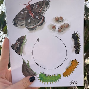 Cecropia moth lifecycle watercolor print