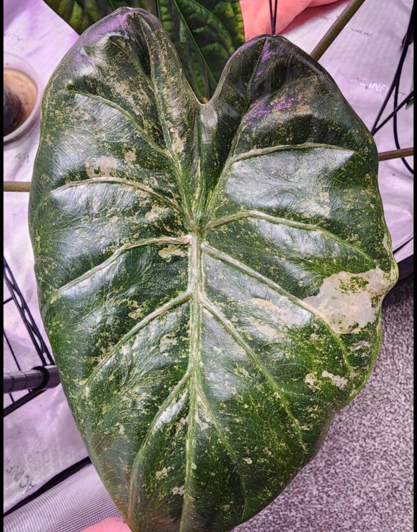 Variegated Alocasia Wentii (pink Splash) Young Plant FREE PRIORITY - Etsy